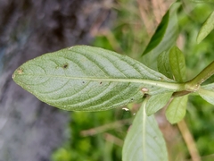 Hygrophila polysperma