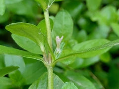 Hygrophila polysperma