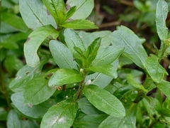 Hygrophila polysperma
