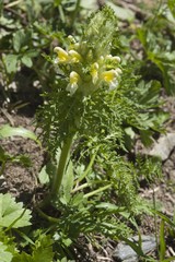 Pedicularis condensata