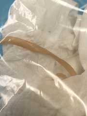 Cestoda