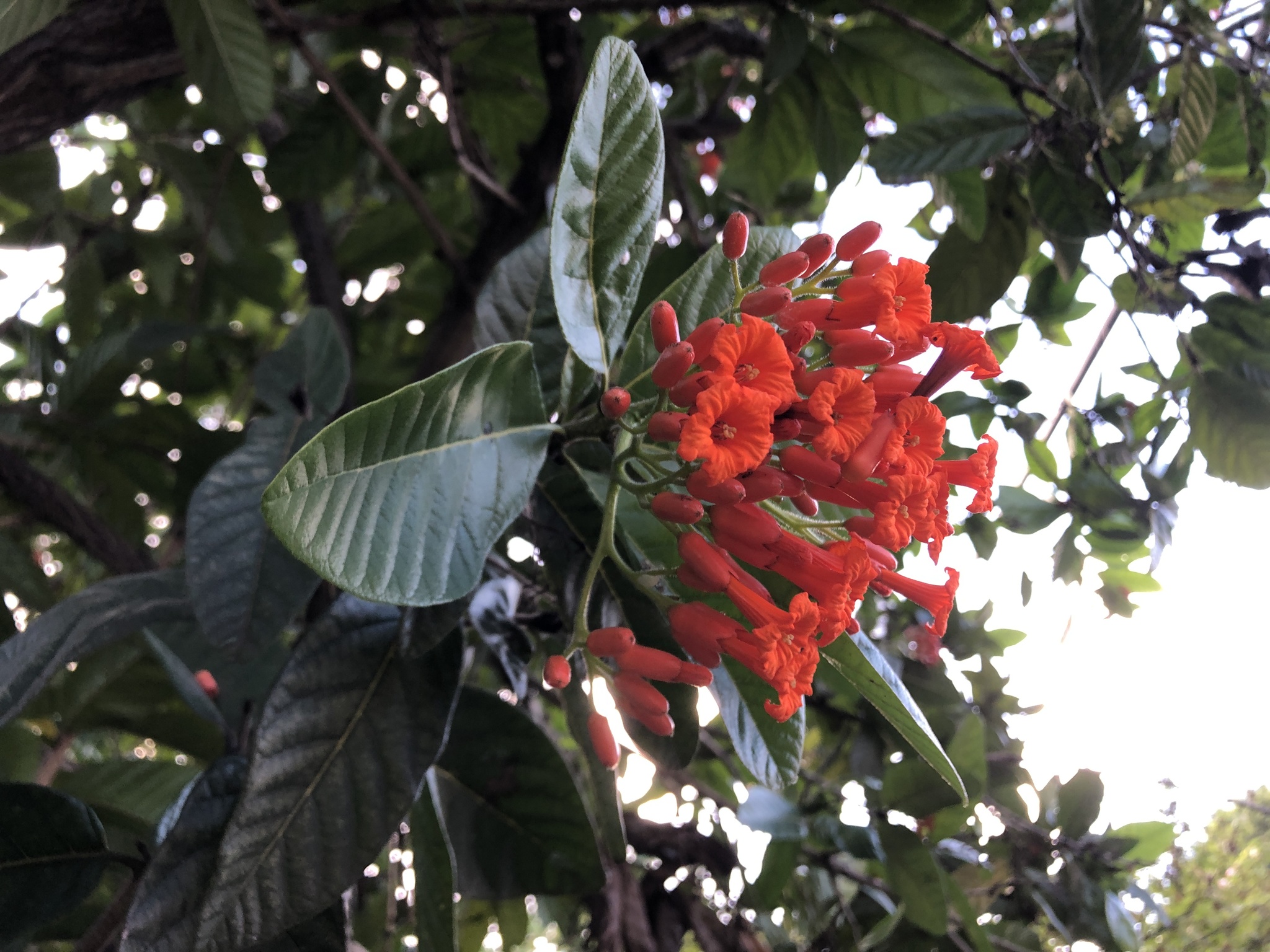 Cordia rickseckeri