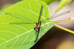 Austroargiolestes aureus