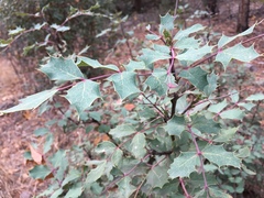Berberis wilcoxii