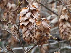 Carpinus japonica