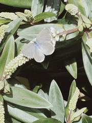 Zizina otis labradus