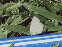 Zizina otis labradus