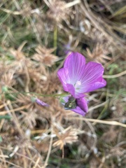 Sidalcea calycosa