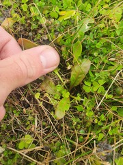 Mazus novaezeelandiae impolitus