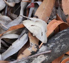 Nearcha benecristata