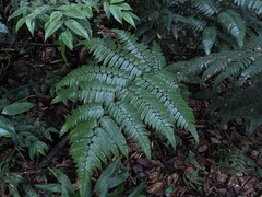 Cyathea borinquena