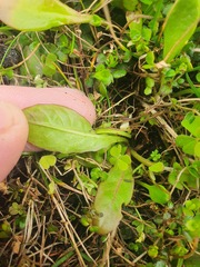 Mazus novaezeelandiae impolitus