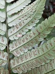 Cyathea borinquena