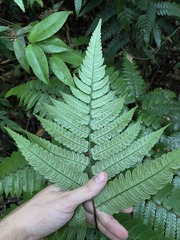 Cyathea borinquena