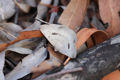 Nearcha benecristata