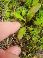 Mazus novaezeelandiae impolitus