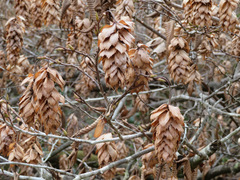 Carpinus japonica