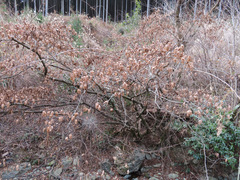Carpinus japonica