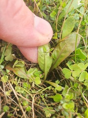 Mazus novaezeelandiae impolitus