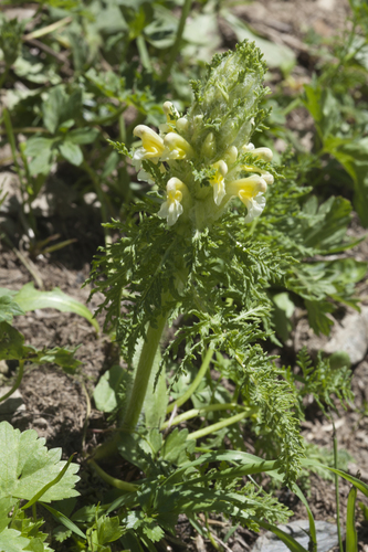 Pedicularis condensata