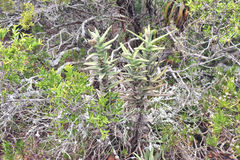 Crassula perfoliata coccinea