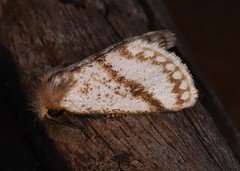 Epicoma derbyana