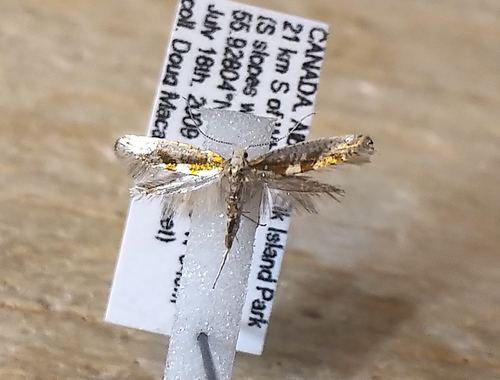 Sallow Argent