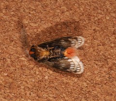 Epicoma derbyana