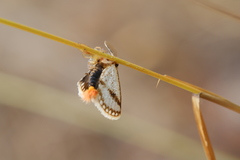 Epicoma derbyana