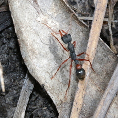 Myrmecia esuriens