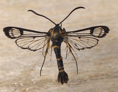 Synanthedon novaroensis