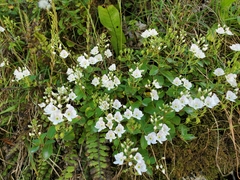 Veronica lanceolata