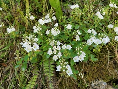 Veronica lanceolata