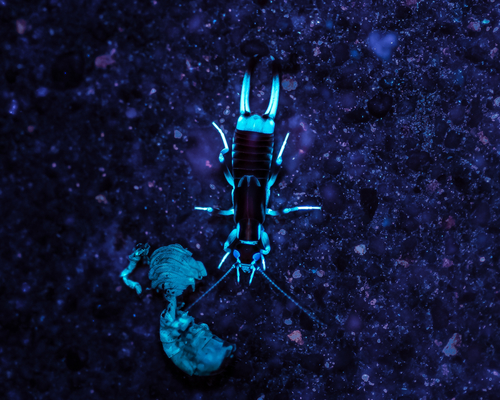 Shore earwig