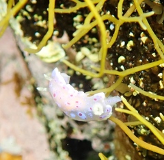 Goniobranchus thompsoni