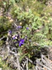 Billardiera variifolia