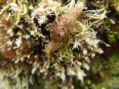 Aplysia concava