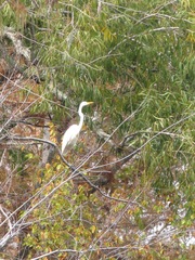 Ardea alba