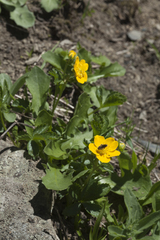 Potentilla ruprechtii