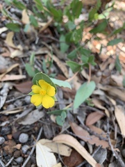 Hibbertia amplexicaulis