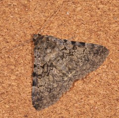 Polydesma boarmoides