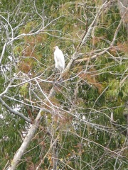 Ardea alba