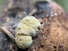 Trichoderma pulvinatum