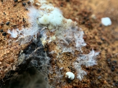 Trichoderma pulvinatum