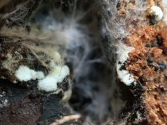 Trichoderma pulvinatum