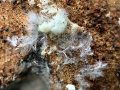 Trichoderma pulvinatum