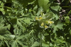 Pedicularis condensata