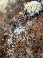 Trichoderma pulvinatum