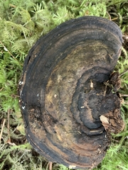 Trichoderma pulvinatum