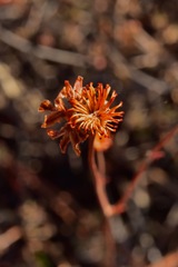Eriogonum tripodum